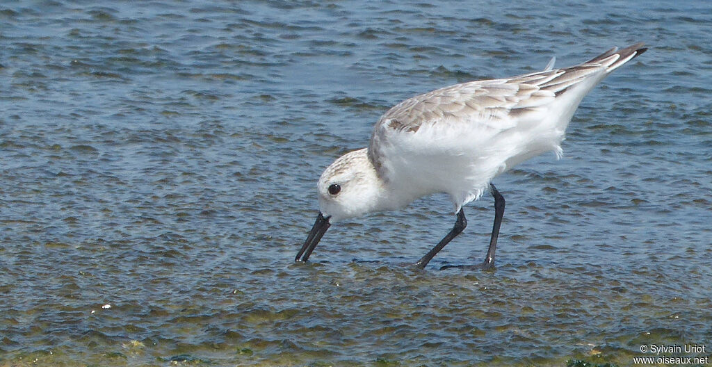 Bécasseau sanderling