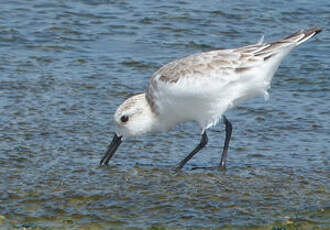 Bécasseau sanderling