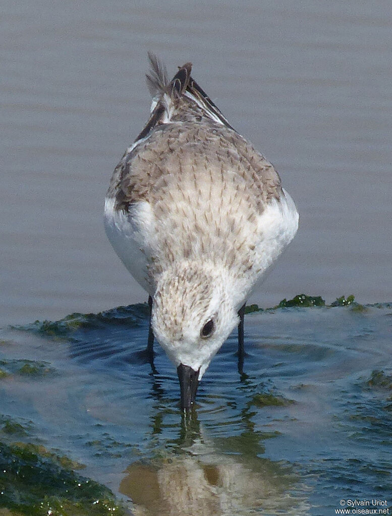 Bécasseau sanderling