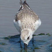 Sanderling