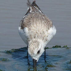 Bécasseau sanderling