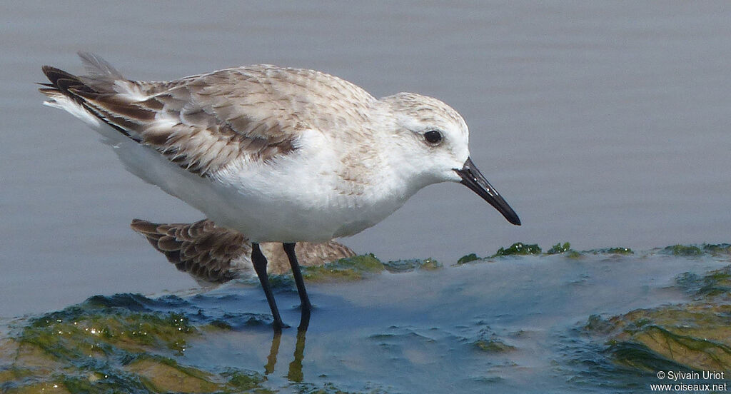 Bécasseau sanderling