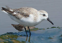 Bécasseau sanderling