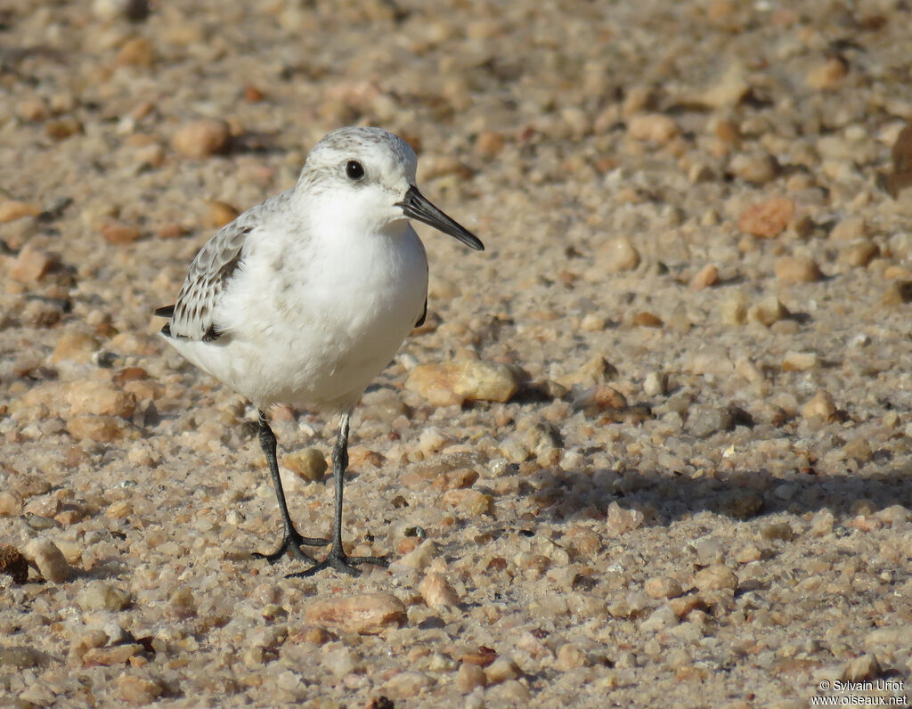 Sanderlingadult post breeding