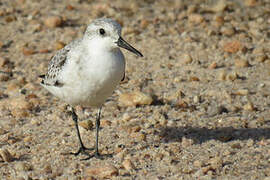 Sanderling