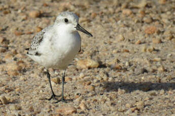 Bécasseau sanderling