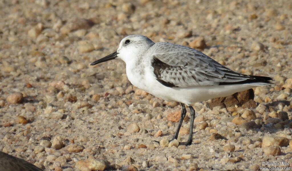 Sanderlingadult post breeding