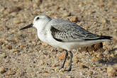 Bécasseau sanderling