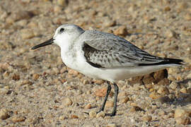 Bécasseau sanderling