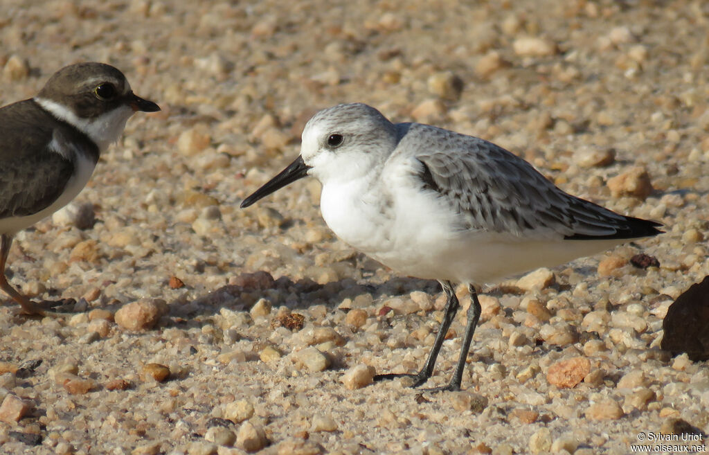 Sanderlingadult post breeding