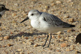 Bécasseau sanderling