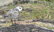 Bécasseau sanderling