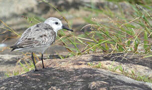 Sanderling