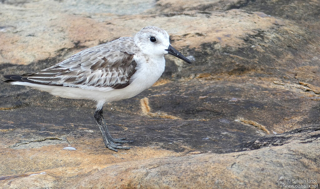 Sanderlingadult post breeding