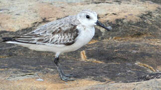 Bécasseau sanderling