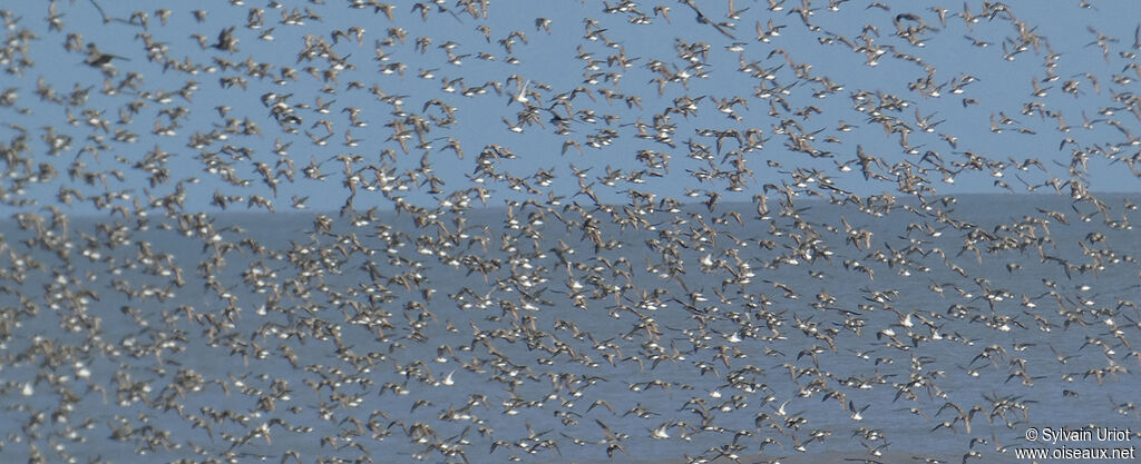 Semipalmated Sandpiper