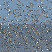 Semipalmated Sandpiper