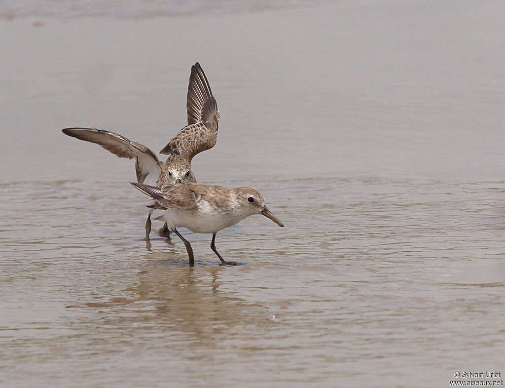 Semipalmated Sandpiperadult