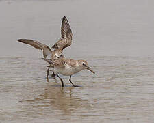 Semipalmated Sandpiper