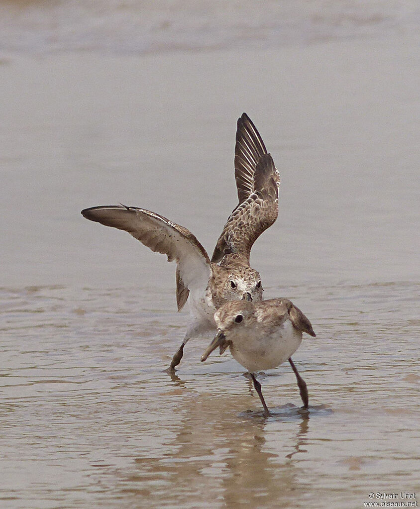 Semipalmated Sandpiperadult