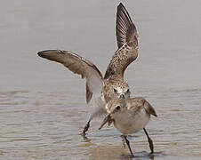 Semipalmated Sandpiper