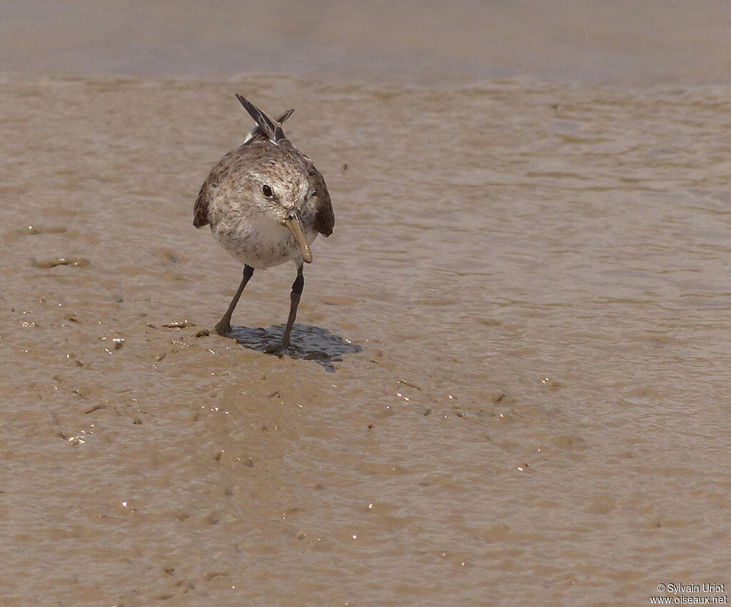 Semipalmated Sandpiperadult