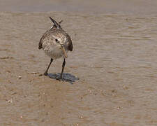 Semipalmated Sandpiper