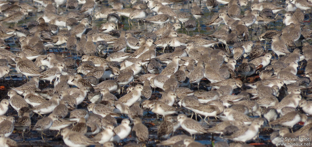 Semipalmated Sandpiper