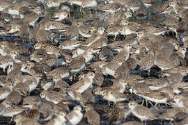 Semipalmated Sandpiper