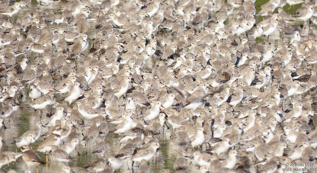 Semipalmated Sandpiper