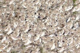 Semipalmated Sandpiper