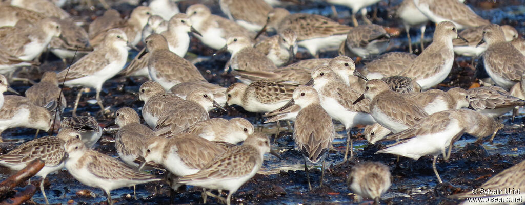 Semipalmated Sandpiper