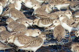 Semipalmated Sandpiper