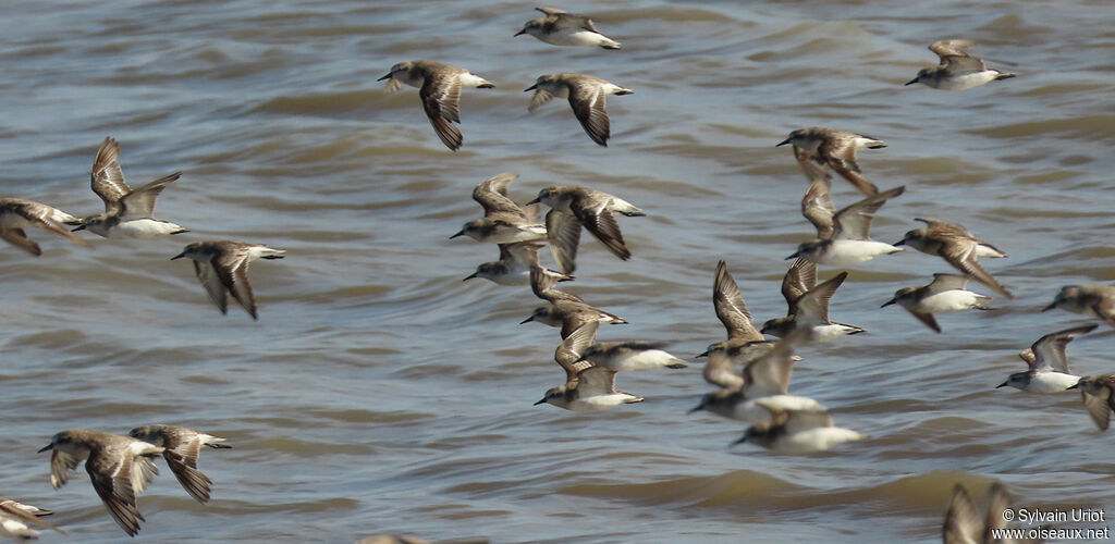 Semipalmated Sandpiper