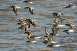 Semipalmated Sandpiper