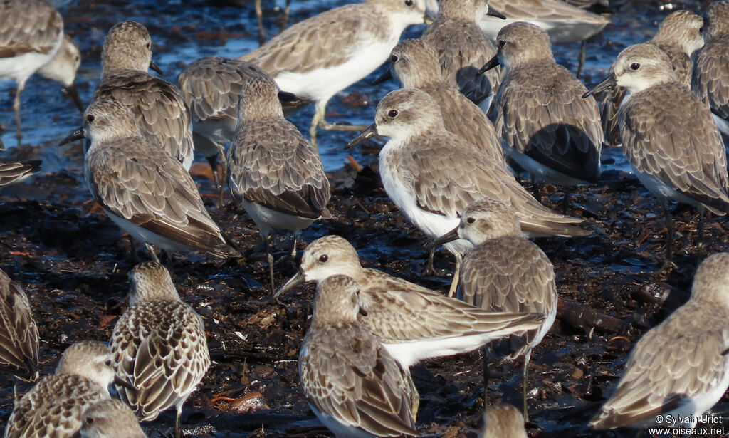 Semipalmated Sandpiper