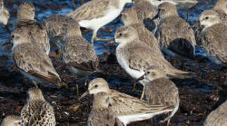 Semipalmated Sandpiper