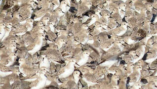 Semipalmated Sandpiper