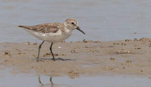 Semipalmated Sandpiper