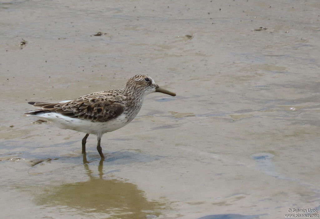 Semipalmated Sandpiperadult