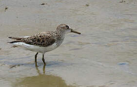 Semipalmated Sandpiper