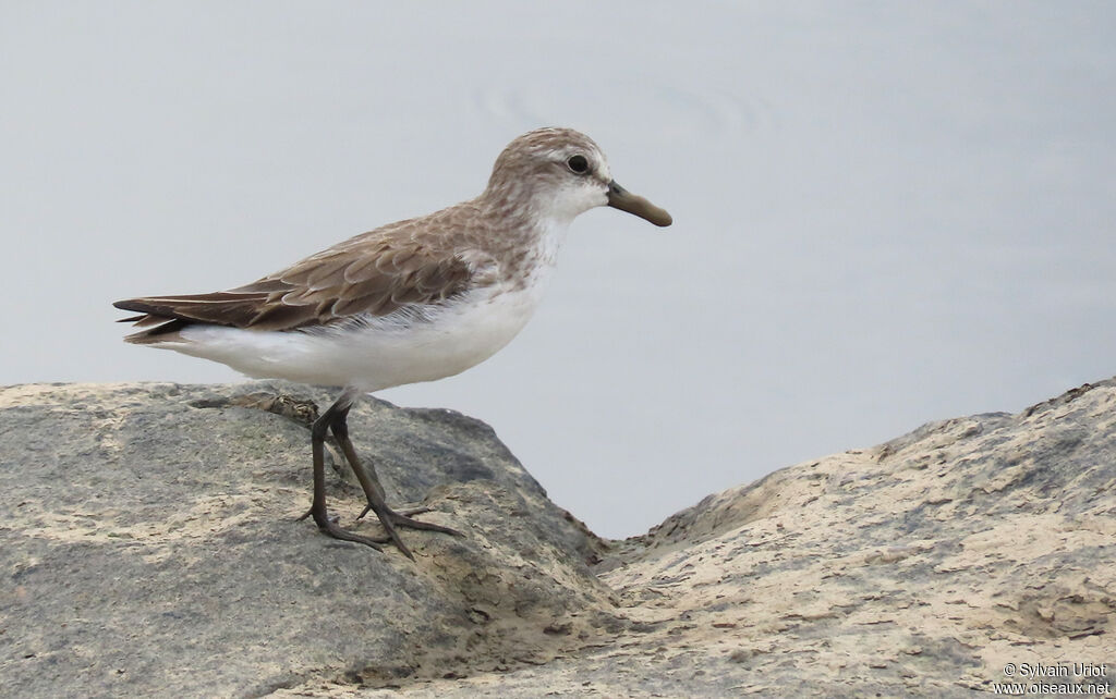 Semipalmated Sandpiper