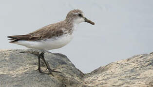 Semipalmated Sandpiper