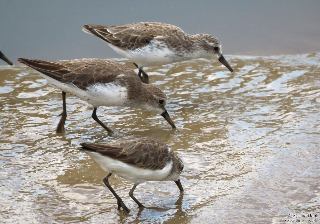 Semipalmated Sandpiperadult