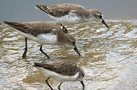 Semipalmated Sandpiper