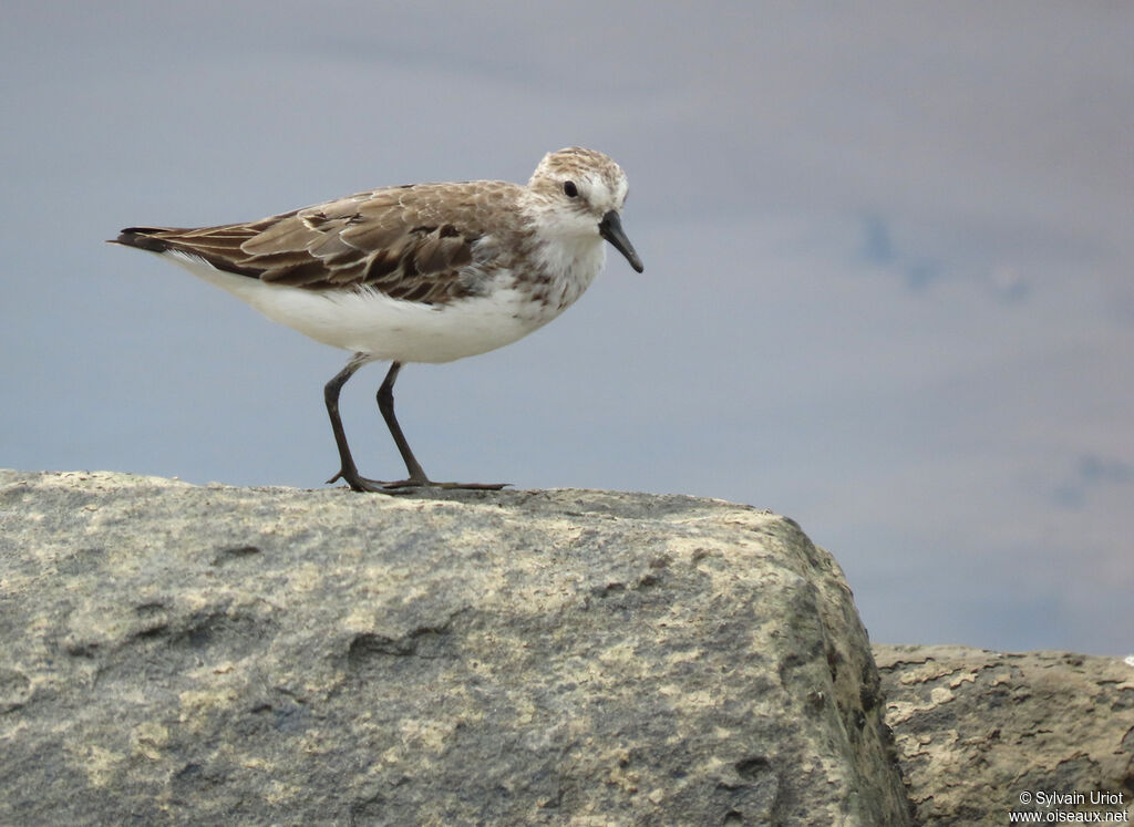 Semipalmated Sandpiper