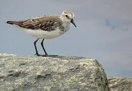 Semipalmated Sandpiper