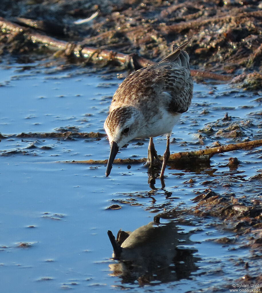 Semipalmated Sandpiperadult