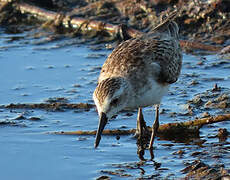 Semipalmated Sandpiper