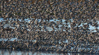 Semipalmated Sandpiper